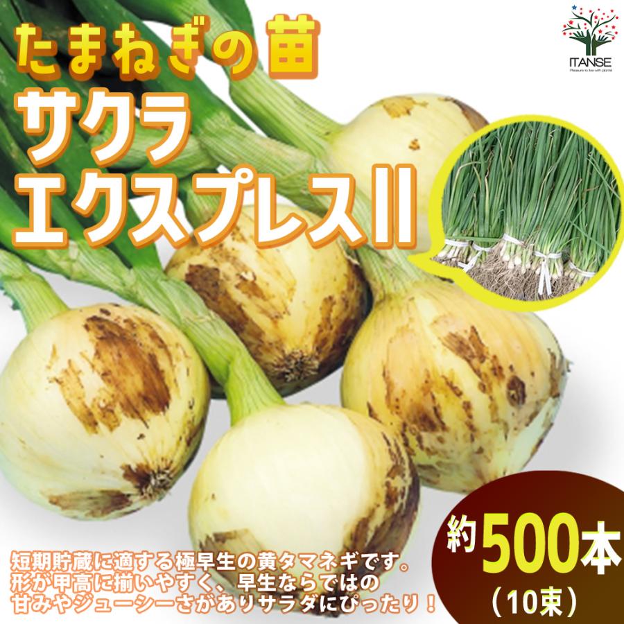 ITANSE 玉ねぎ抜き苗 品種: サクラエクスプレス2(極早生) 野菜の苗 約