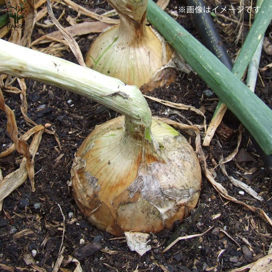 ITANSE 玉ねぎ抜き苗 品種: サクラエクスプレス2(極早生) 野菜の苗 約