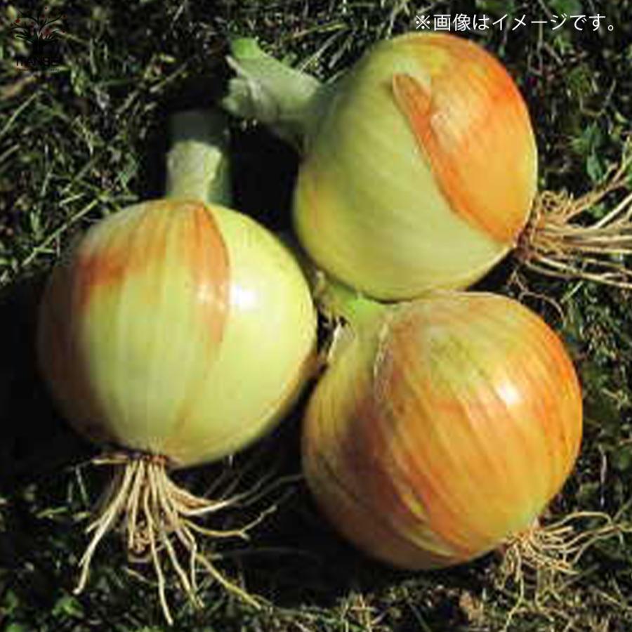 ITANSE 玉ねぎ抜き苗 品種: サクラエクスプレス2(極早生) 野菜の苗 約