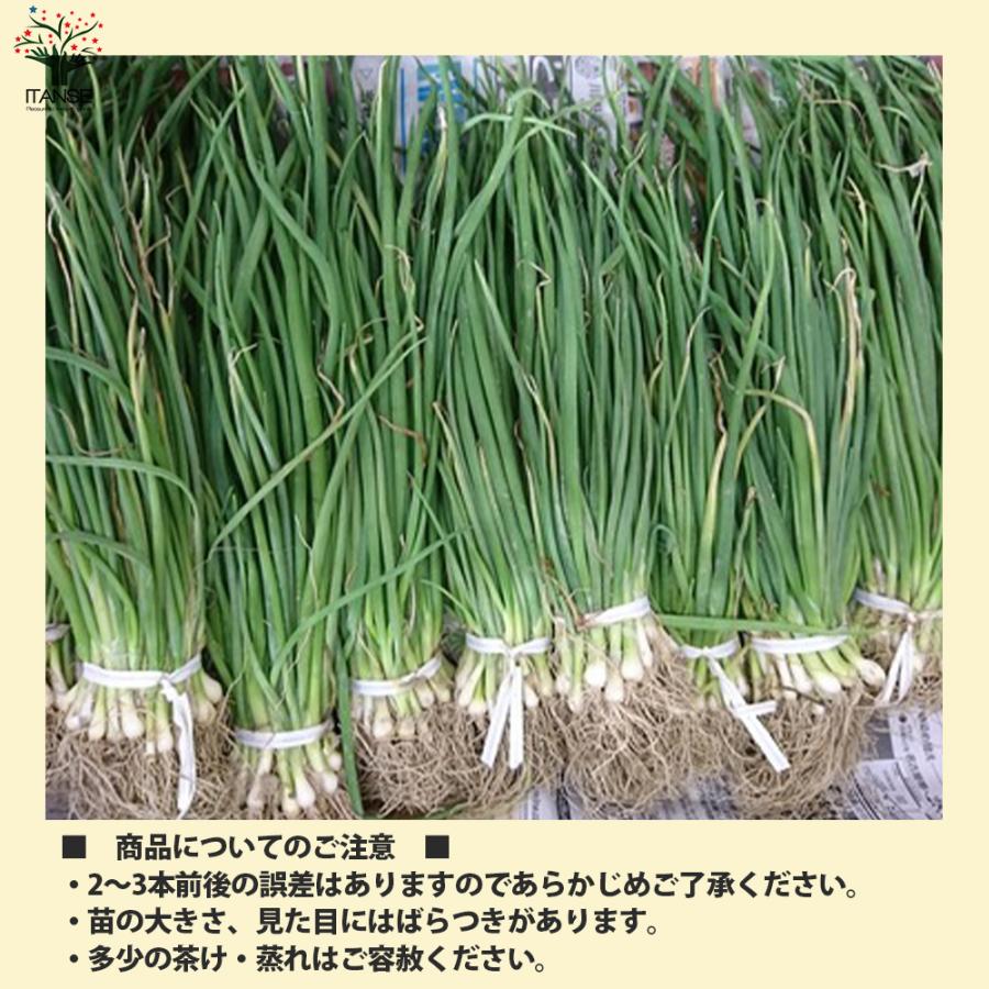 ITANSE 玉ねぎ抜き苗 品種：もみじ3号(晩生) 野菜の苗 約50本 (50本×1