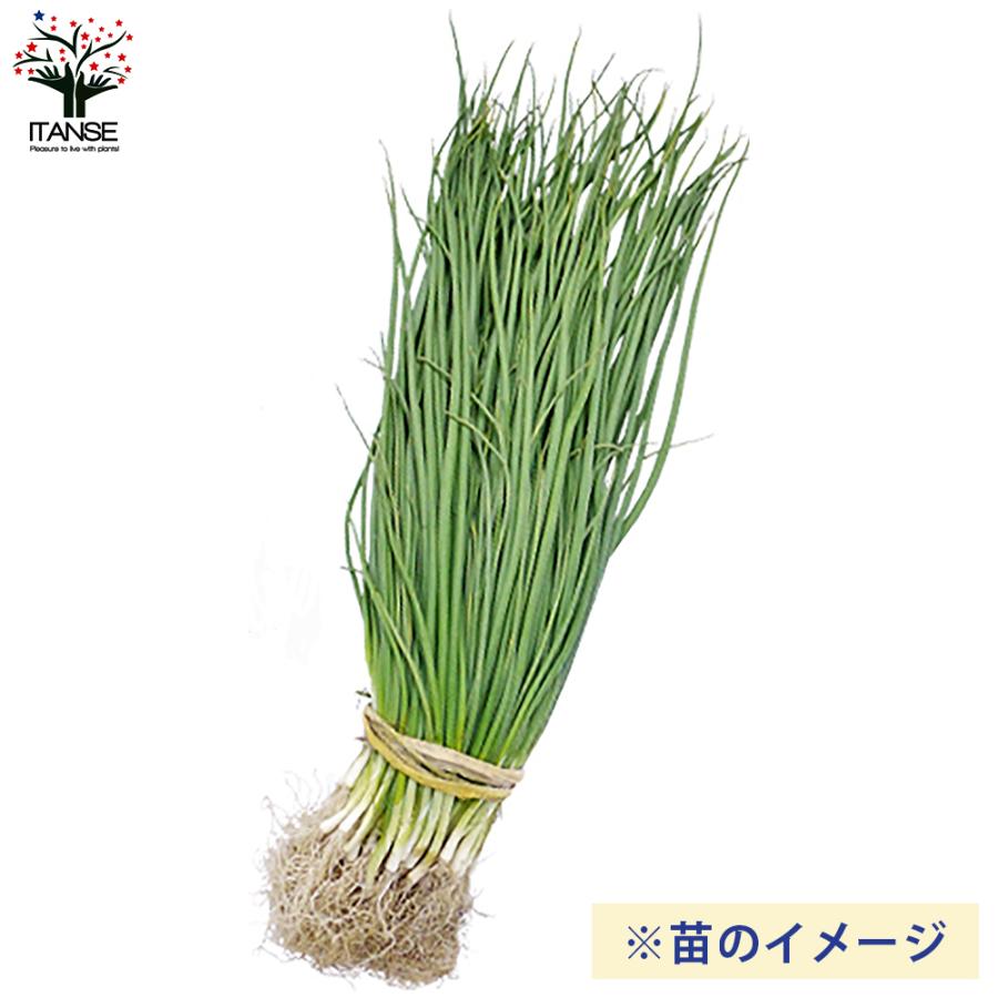 ITANSE 玉ねぎ抜き苗 品種：もみじ3号(晩生) 野菜の苗 約50本 (50本×1