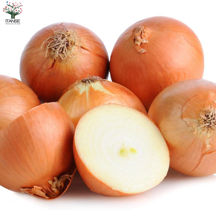 玉ねぎ苗　晩生　もみじ3号　3000本 玉ねぎ苗晩生もみじ3号3000本