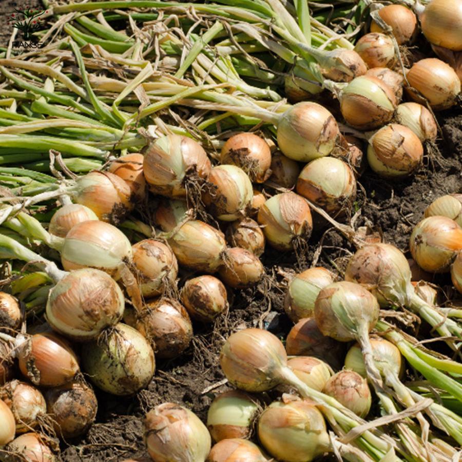 ITANSE 玉ねぎ抜き苗 品種：もみじ3号(晩生) 野菜の苗 約50本 (50本×1