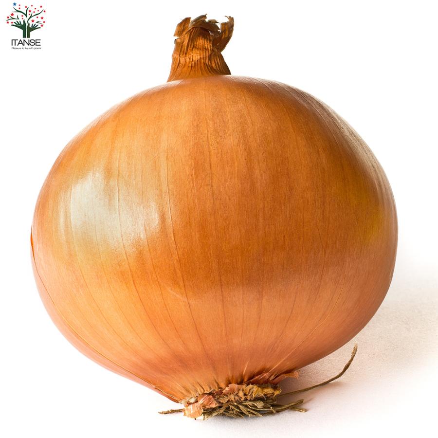 ITANSE 玉ねぎ抜き苗 品種：もみじ3号(晩生) 野菜の苗 約50本 (50本×1