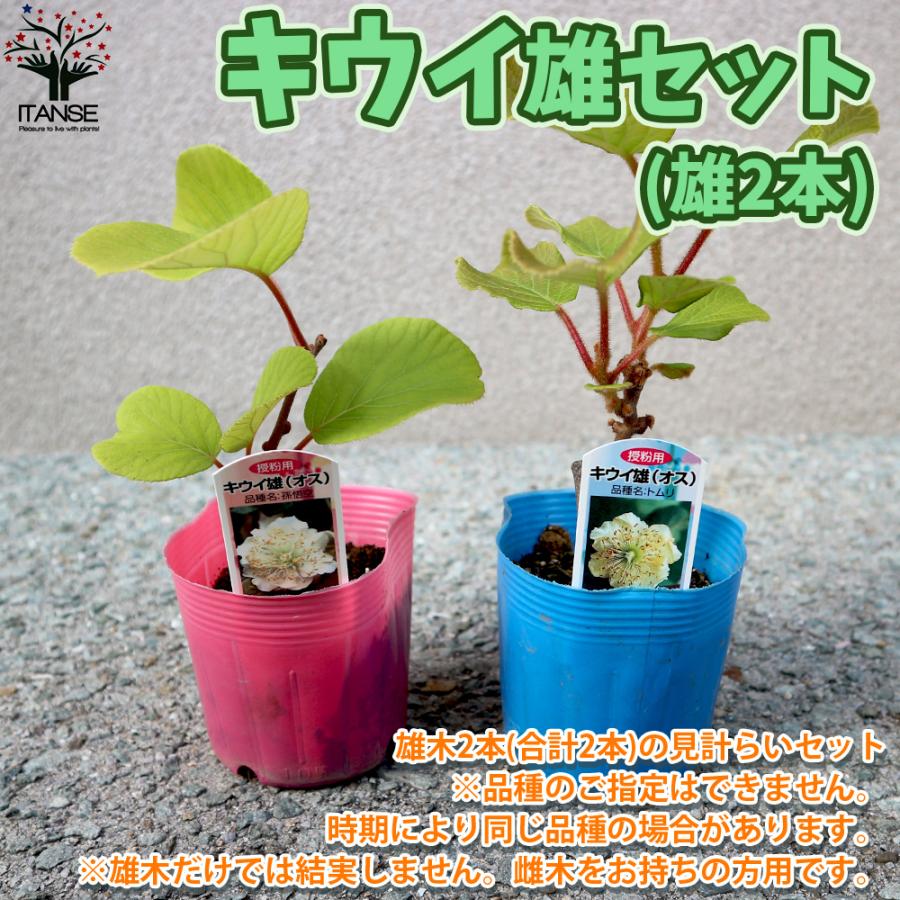 ITANSE 美味しいキウイの苗木 雄木 2本見計らいセット 果樹の苗 品種