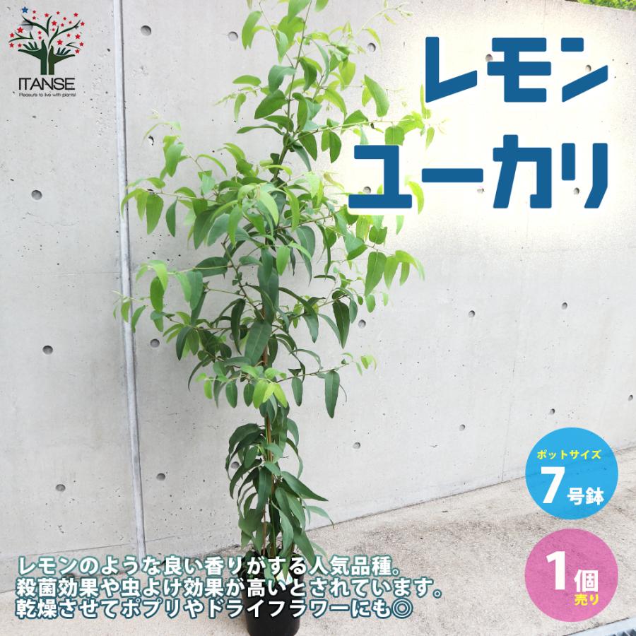 引出物 ユーカリの木 レモンユーカリ 2個セット 送料無料 10 5cmポット苗 Zurique Com Br