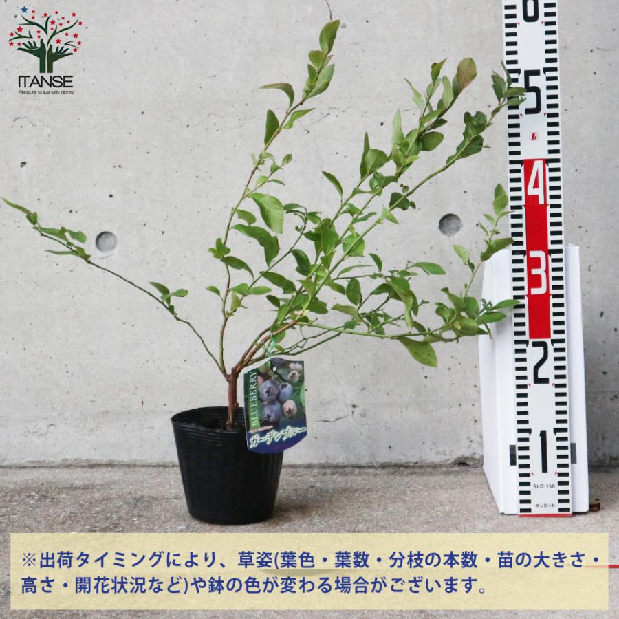 ITANSE ブルーベリーの苗木 ラビットアイ系