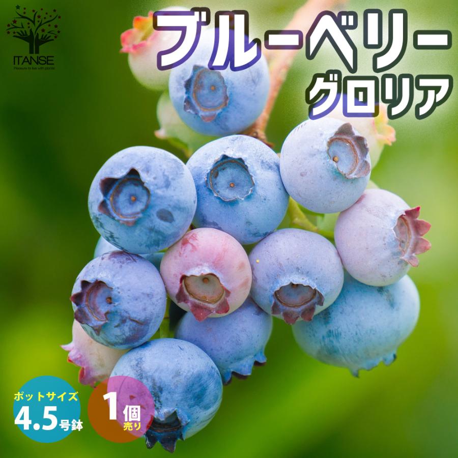 ITANSE ブルーベリーの苗木 ラビットアイ系