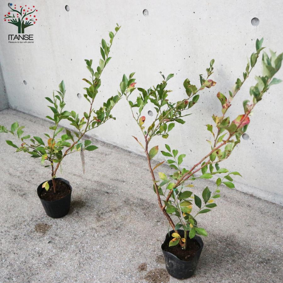 超特価sale開催 グロリア 苗 ラビットアイ系 ブルーベリー 果樹苗木 Zurique Com Br