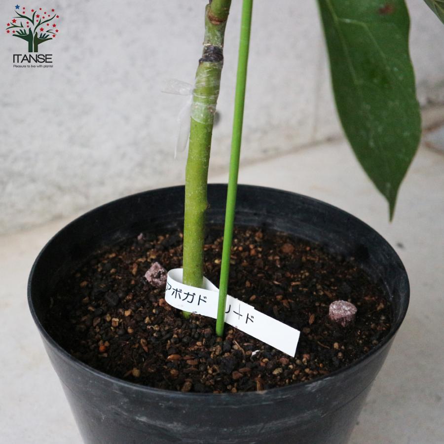 ITANSE アボカド リード 果樹の苗木 接木苗木 7寸大苗 1個売り 果物 森のバター ガーデニング 送料無料 イタンセ公式 |  | 03