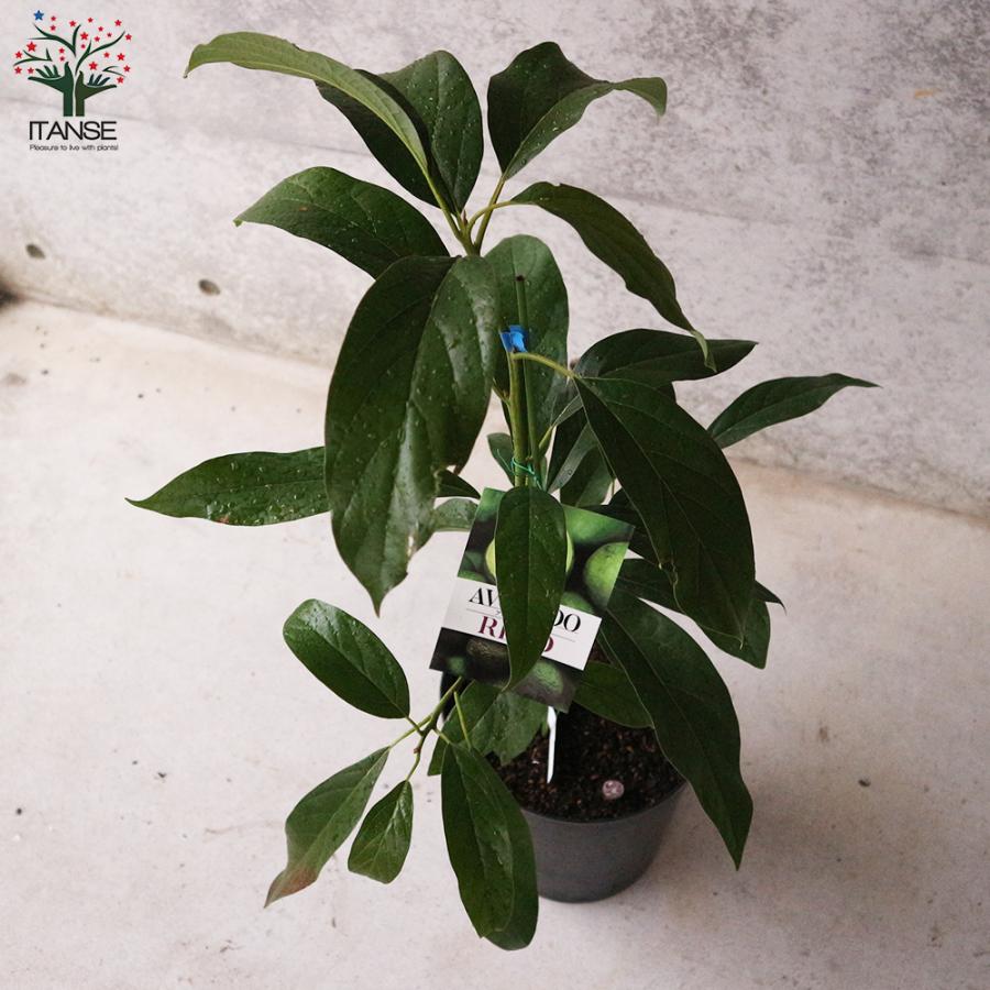 ITANSE アボカド リード 果樹の苗木 接木苗木 7寸大苗 1個売り 果物 森のバター ガーデニング 送料無料 イタンセ公式 |  | 04