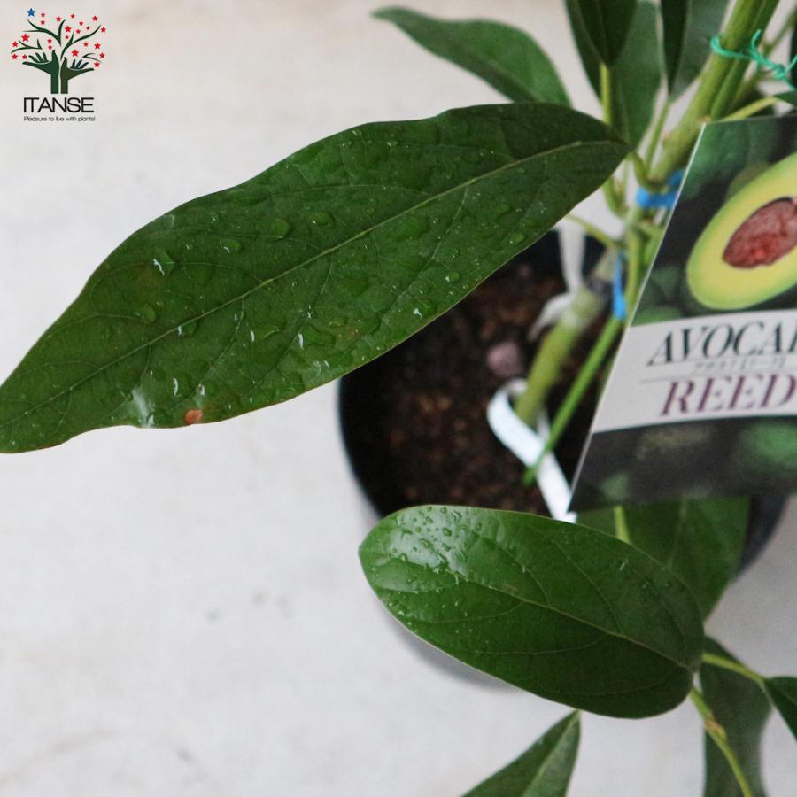 ITANSE アボカド リード 果樹の苗木 接木苗木 7寸大苗 1個売り 果物 森のバター ガーデニング 送料無料 イタンセ公式 |  | 05
