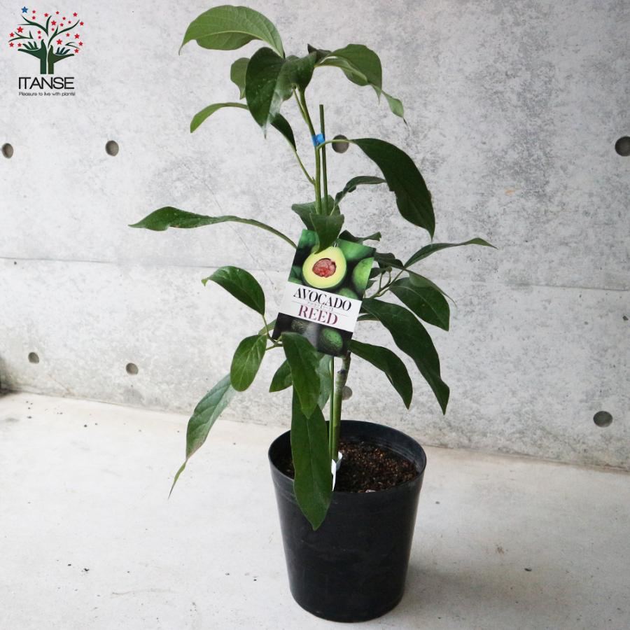 ITANSE アボカド リード 果樹の苗木 接木苗木 7寸大苗 1個売り 果物 森のバター ガーデニング 送料無料 イタンセ公式 |  | 06