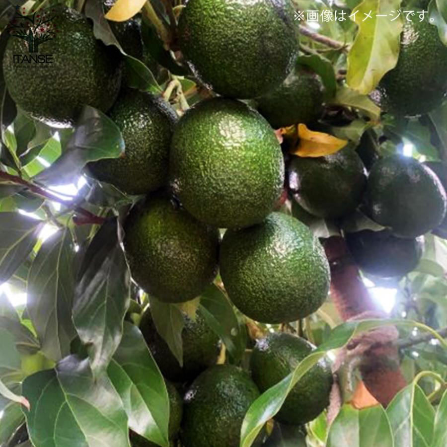 ITANSE アボカド リード 果樹の苗木 接木苗木 7寸大苗 1個売り 果物 森のバター ガーデニング 送料無料 イタンセ公式 |  | 08