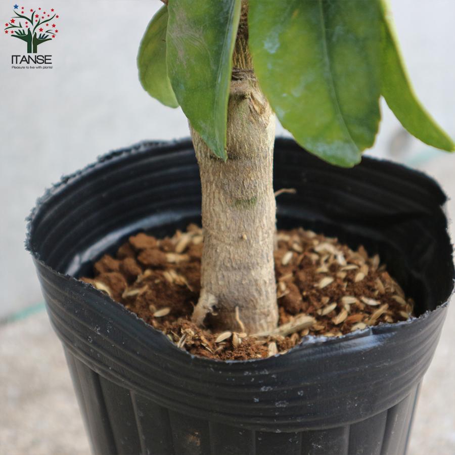 ITANSE レモンの苗木 璃の香(りのか) 果樹の苗木 接木苗 4号ポット 1個