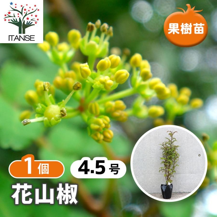 山椒の苗木 花山椒 ハナザンショウ 果樹の苗木 13 5cmポット 1個売り 果樹 果物 栽培 趣味 園芸 ガーデニング 送料無料 Nae 野菜苗 植物 青果物販売のitanse 通販 Yahoo ショッピング