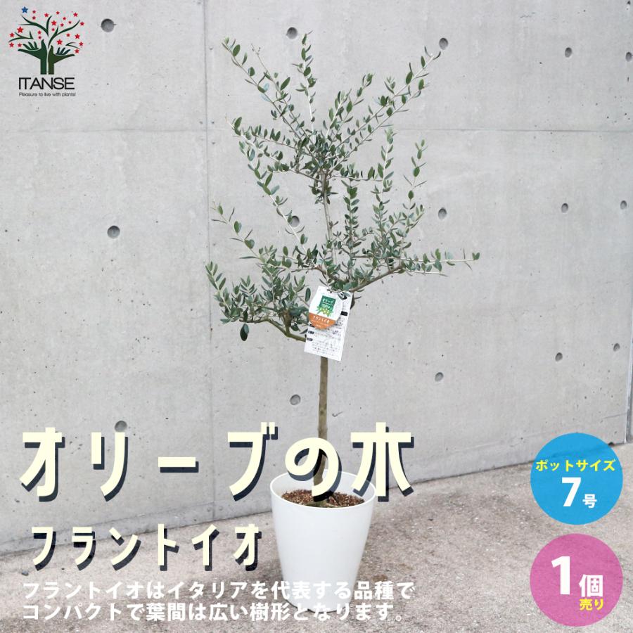 オリーブの苗木 フラントイオ 果樹の苗木 7号白テーパード鉢 1個売り 果樹 果物 栽培 趣味 園芸 ガーデニング 送料無料 Nae 野菜苗 植物 青果物販売のitanse 通販 Yahoo ショッピング