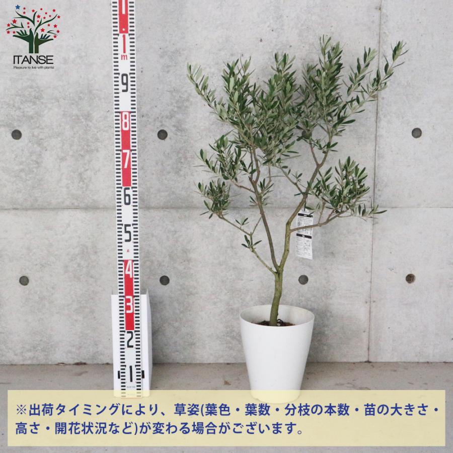 ITANSE オリーブの苗木 シプレッシーノ 果樹の苗木 7号白テーパード鉢