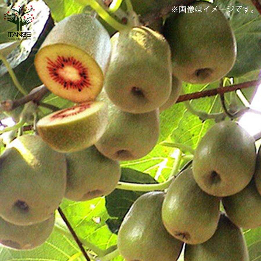 ITANSE キウイの苗木 紅妃 果樹の苗木 接木苗 4.5号 1個売り 果樹 果物