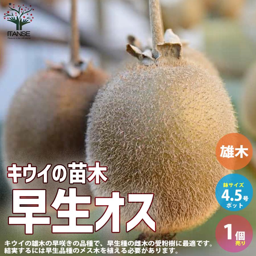 キウイの苗木 早生オス 果樹の苗木 接木苗 4 5号 1個売り 果樹 果物 栽培 趣味 園芸 ガーデニング 送料無料 Nae 野菜苗 植物 青果物販売のitanse 通販 Yahoo ショッピング