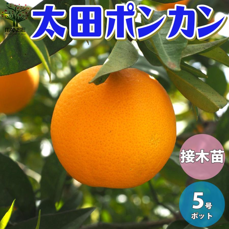 柑橘の苗 太田ポンカン 果樹の苗木 果樹苗 15cm 1個売り 果樹 果物 栽培 趣味 園芸 ガーデニング 送料無料 :nae01250:野菜苗・植物・青果物販売のITANSE - 通販 - Yahoo!ショッピング 柑橘の苗 太田ポンカン 果樹の苗木 果樹苗 15cm 1個売り 果樹 果物 栽培 趣味 園芸 ガーデニング 送料無料 :nae01250:野菜苗・植物・青果物販売のITANSE - 通販 - Yahoo!ショッピング