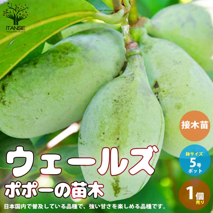 ポポーの苗木 品種 ウェールズ 果樹の苗木 接木苗 5号ポット苗 1個売り 果樹 果物 栽培 趣味 園芸 ガーデニング 送料無料 Nae 野菜苗 植物 青果物販売のitanse 通販 Yahoo ショッピング