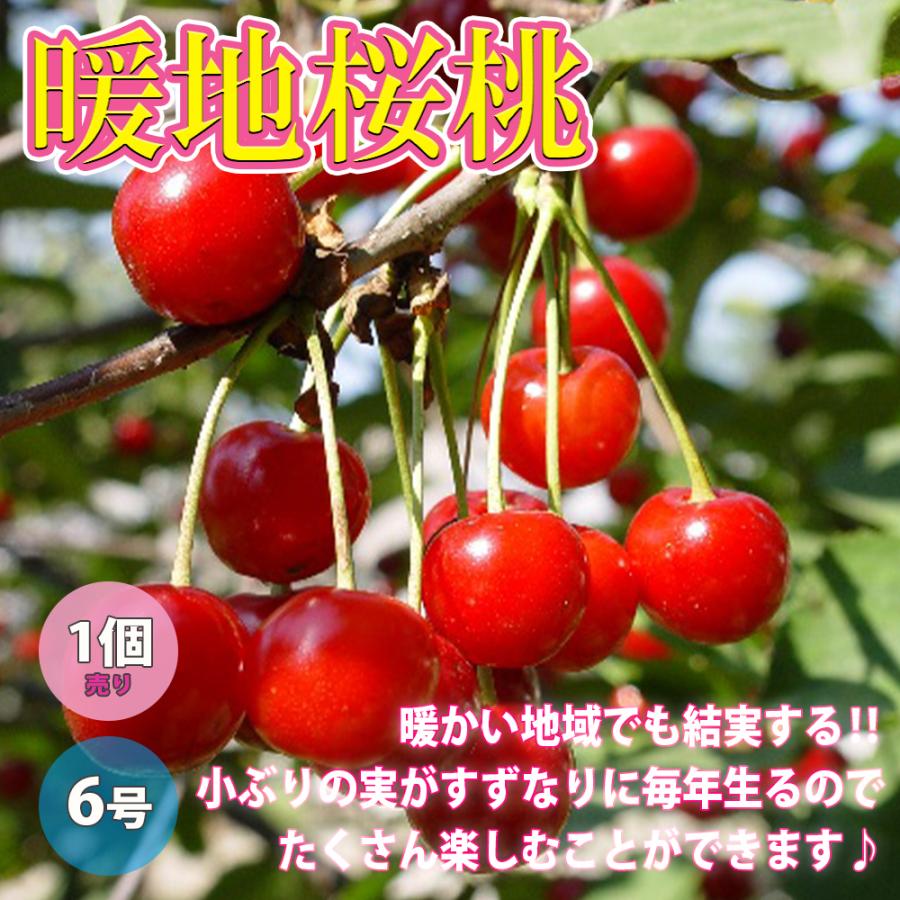 ITANSE さくらんぼ苗 暖地桜桃(だんちおうとう) 6号ポット 1個売り