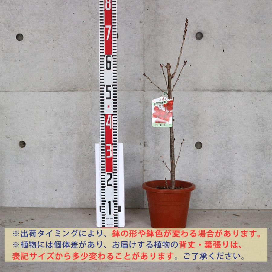 ITANSE さくらんぼ苗 暖地桜桃(だんちおうとう) 6号ポット 1個売り