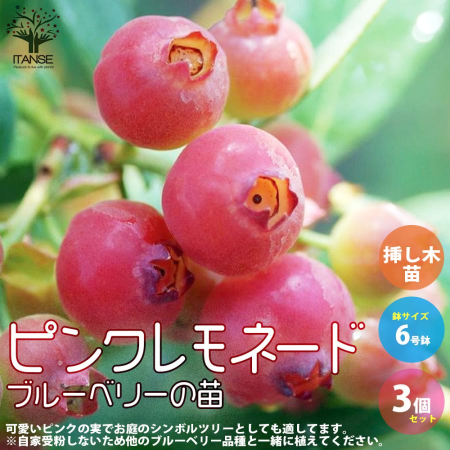 ITANSE ブルーベリーの苗木 ピンクレモネード 果樹の苗木 挿し木苗 6号