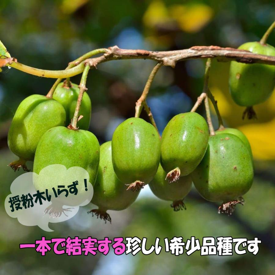 ITANSE 1本で実が成り、耐寒耐暑性が高く極甘!!ベビーキウイおまかせ9cm苗2品種各1個セット さるなし お買い得2個セット 送料無料 ...