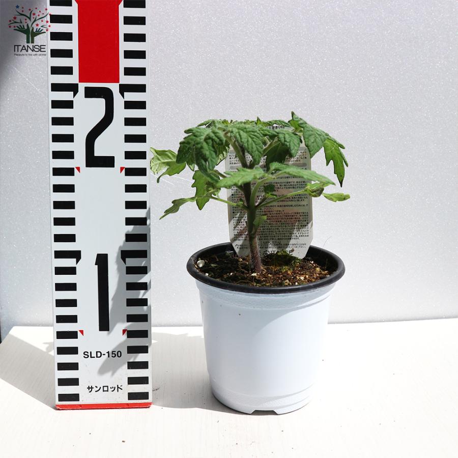 プレゼントを選ぼう ミニトマト苗 プチぷよ 赤実 黄色実 グリーン 各1個セット 野菜苗 自根苗 10 5cmポット 新食感 薄皮プチトマト 送料無料 Heartlandgolfpark Com