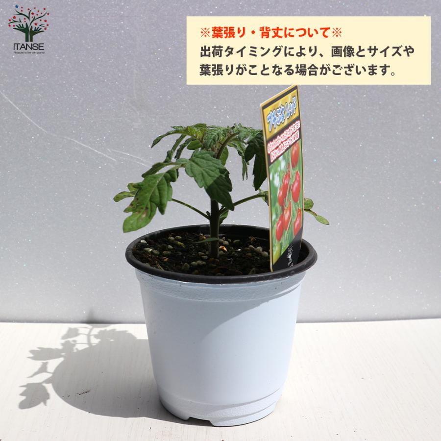 プレゼントを選ぼう ミニトマト苗 プチぷよ 赤実 黄色実 グリーン 各1個セット 野菜苗 自根苗 10 5cmポット 新食感 薄皮プチトマト 送料無料 Heartlandgolfpark Com