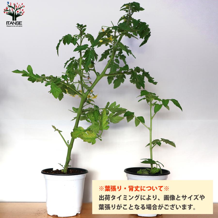 プレゼントを選ぼう ミニトマト苗 プチぷよ 赤実 黄色実 グリーン 各1個セット 野菜苗 自根苗 10 5cmポット 新食感 薄皮プチトマト 送料無料 Heartlandgolfpark Com