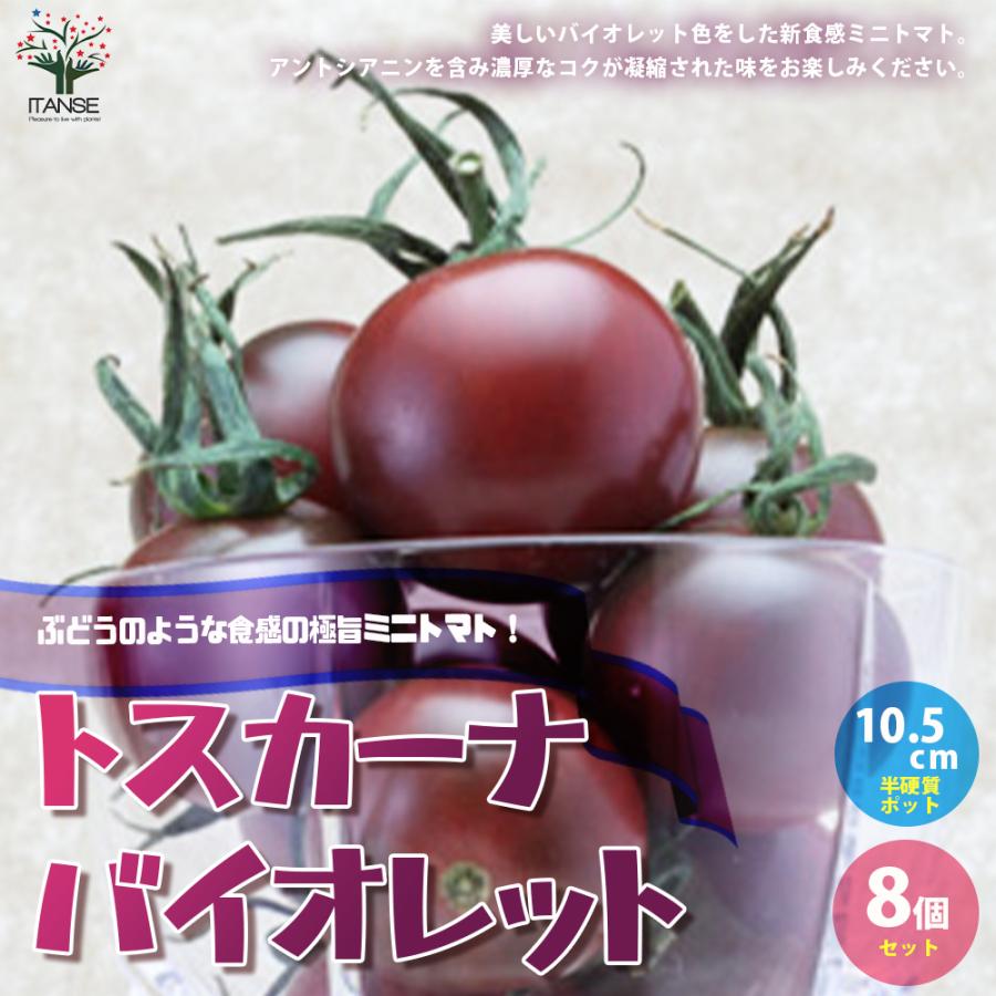 ITANSE ミニトマトの苗 トスカーナバイオレット自根苗 10.5cm 8個