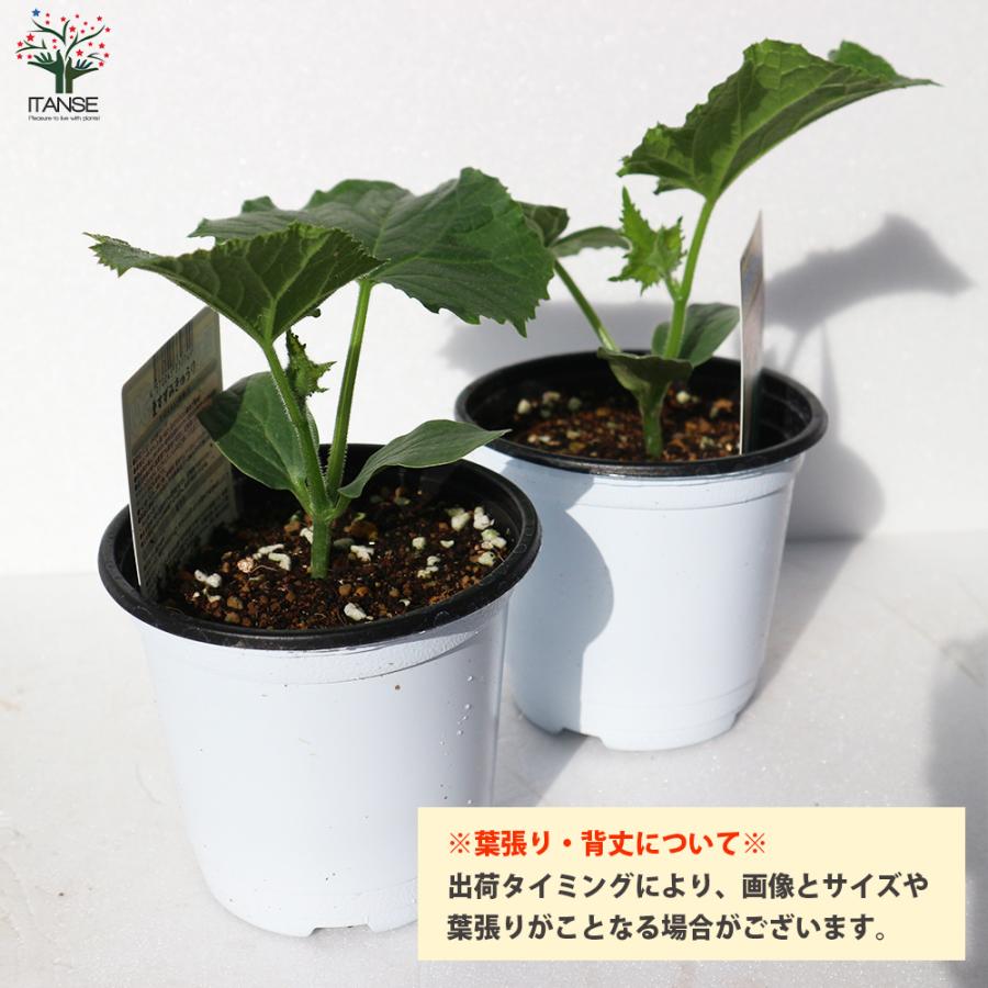 きゅうりの苗 ずーっととれるキュウリ 野菜の苗 自根苗 10 5cmポット 4個セット 人気 家庭菜園 簡単栽培 収穫 送料無料 Nae 野菜苗 植物 青果物販売のitanse 通販 Yahoo ショッピング