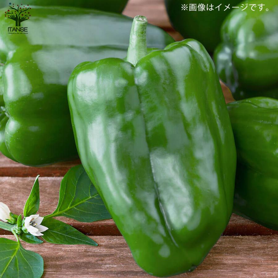 数量限定】珍しいピーマン苗