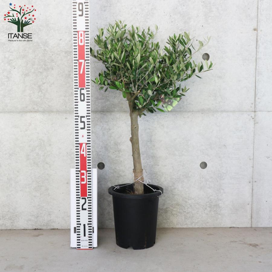 2. リトルジェム マグノリア 泰山木 タイサンボク 苗 苗木 小型品種