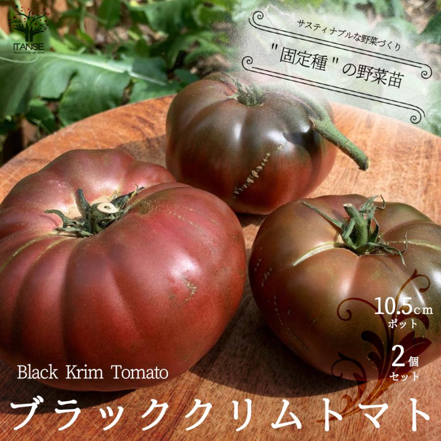ITANSE 大玉トマトの苗 ブラッククリムトマトの苗 固定種野菜苗 自根苗 10.5cmポット 2個セット 送料無料 トマト 苗 黒トマト イタンセ公式｜itanse