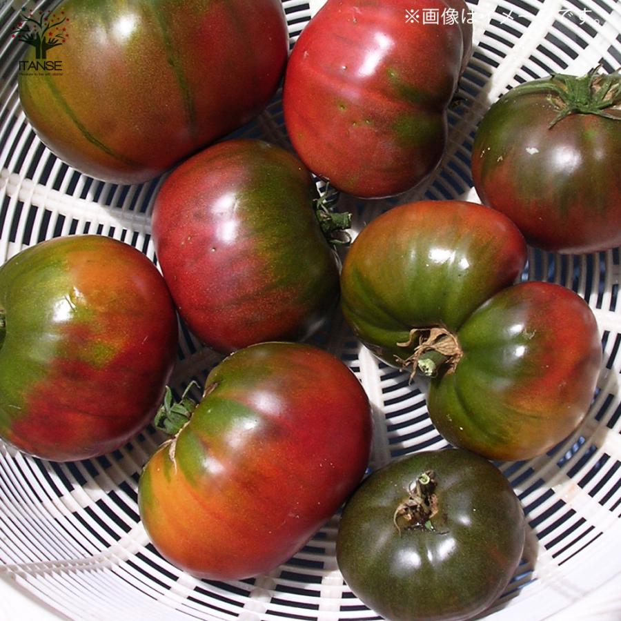 ノワール・デ・クリミートマトの種(固定種・Noire de crimee) ノワール・デ・クリミートマトの種(固定種・Noire de crimee) ノワール