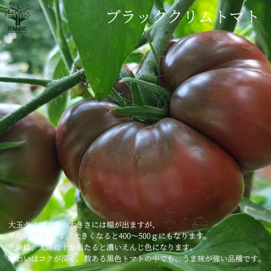 ノワール・デ・クリミートマトの種(固定種・Noire de crimee) Tomato Noire de Crimee - PremiumSeeds – producer of seeds ノワール