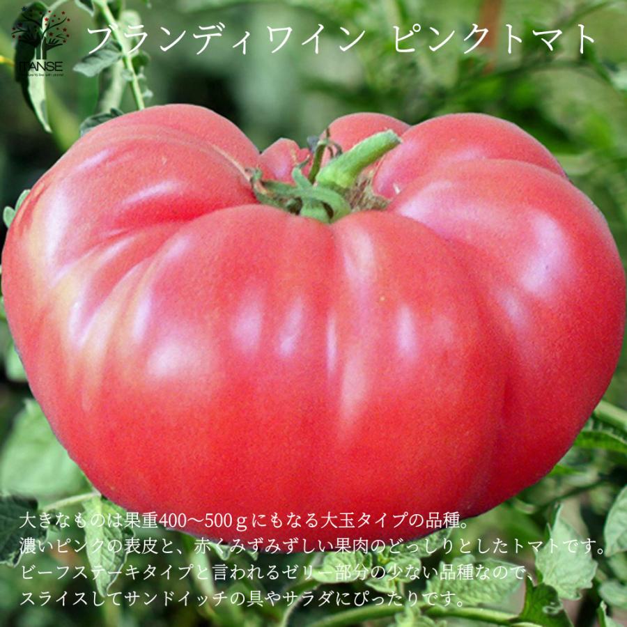 送料無料 固定種の美味しいトマトの苗10 5cmポット 極旨4品種各2個 合計8個セット 固定種野菜苗10 5cmポット 自根苗 大玉トマト