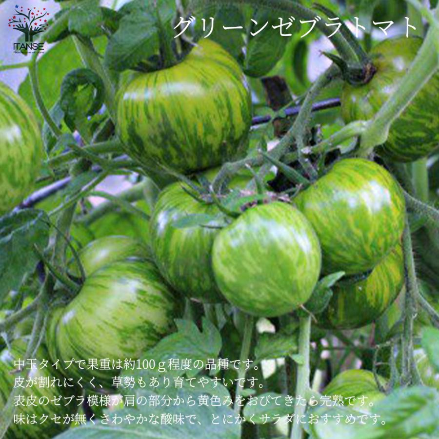 送料無料 チェロキーグリーントマトの苗 固定種野菜苗10 5cmポット 自根苗 1個売り 大玉グリーントマト 品種 Cherokee Green 大玉トマト