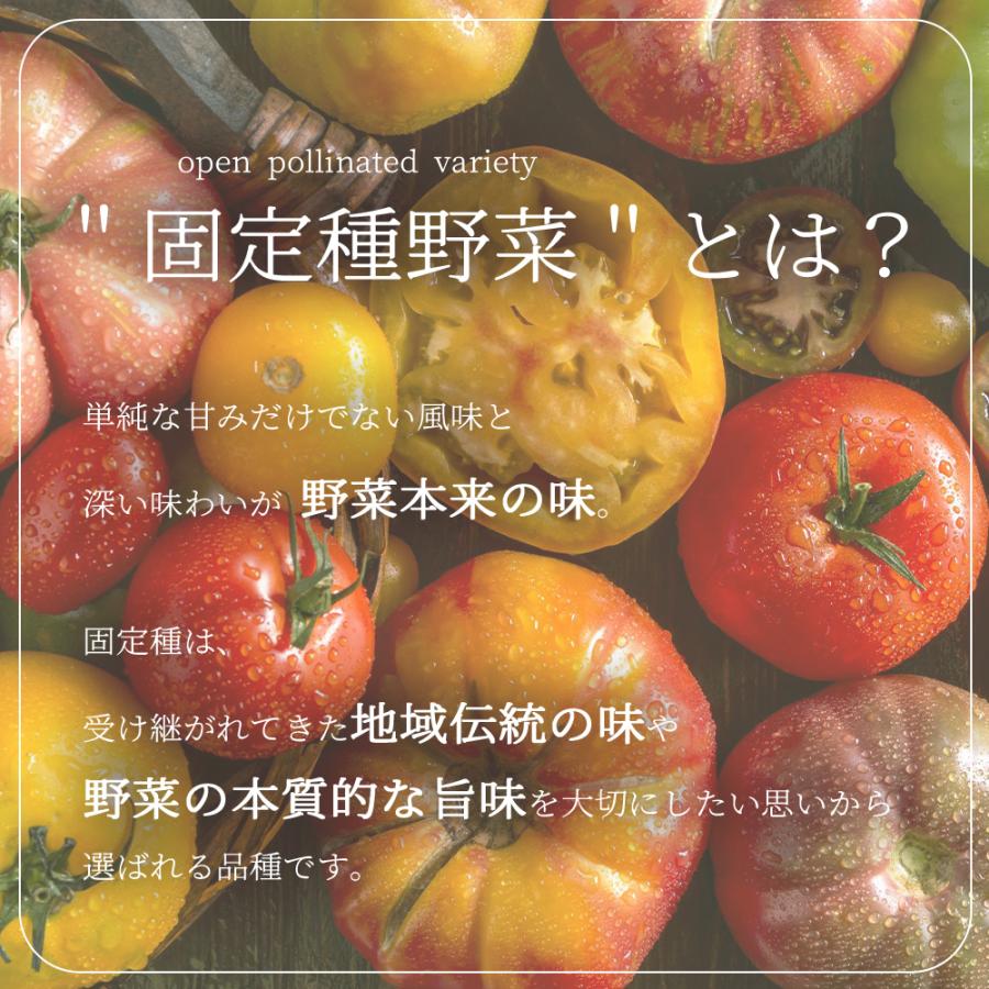 ITANSE 大玉トマトの苗 チェロキーパープルトマトの苗 固定種野菜苗 自根苗 10.5cmポット 1個売り 送料無料 トマト 苗 イタンセ公式｜itanse｜05