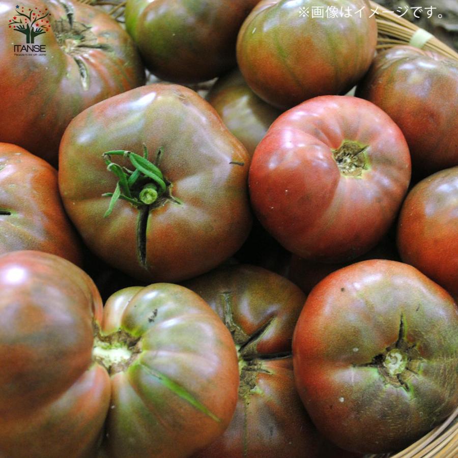 送料無料 チェロキーグリーントマトの苗 固定種野菜苗10 5cmポット 自根苗 1個売り 大玉グリーントマト 品種 Cherokee Green 大玉トマト