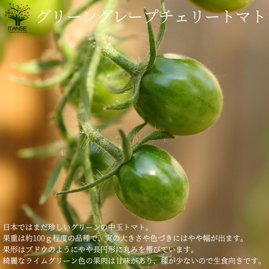 市場 送料無料 自根苗 固定種野菜苗10 5cmポット 中玉トマト Zebra Tomato 品種 Green 大玉トマト 2個セット グリーンゼブラトマトの苗