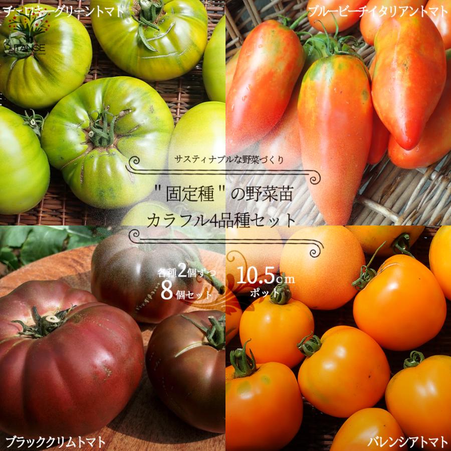 大玉トマト苗 固定種の美味しいトマトの苗10.5cmポット カラフル4品種各2個 合計8個セット 野菜の苗 自根苗 送料無料 :nae01388:野菜苗・植物・青果物販売のITANSE  - 通販 - Yahoo!ショッピング