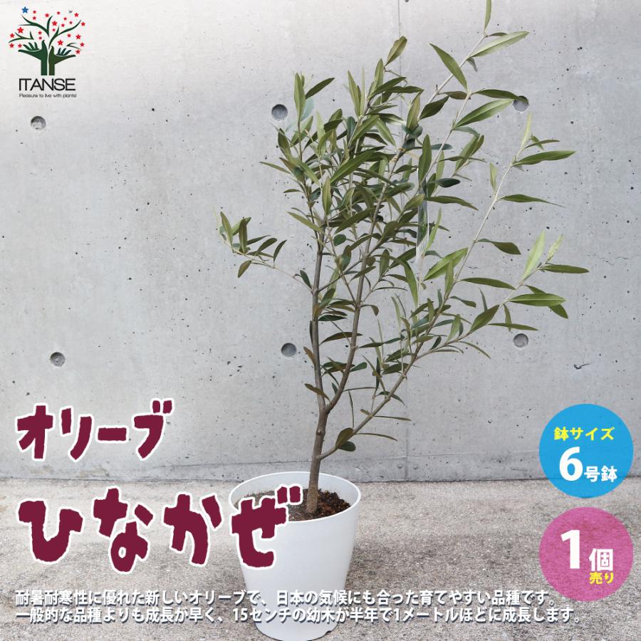 送料無料 オリーブの苗木 オリーブ苗 Mサイズ6号白テーパード鉢 品種 ルッカ オリーブ苗木 1個売り 果樹の苗木