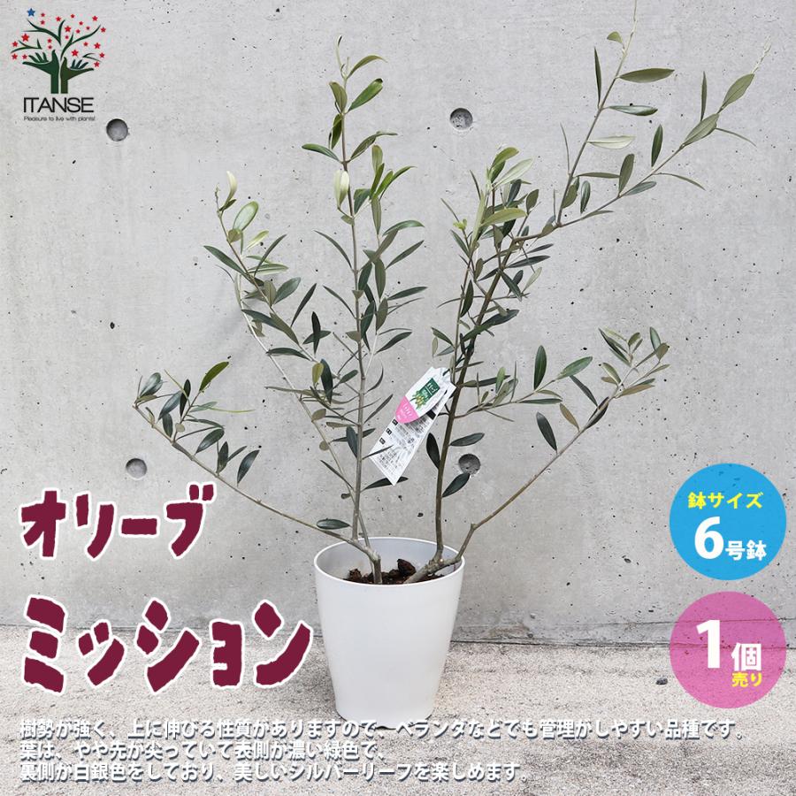 オリーブの苗木 品種 ミッション 果樹の苗木 6号白テーパード鉢 1個売り 果樹 果物 栽培 趣味 園芸 ガーデニング 送料無料 Nae 野菜苗 植物 青果物販売のitanse 通販 Yahoo ショッピング