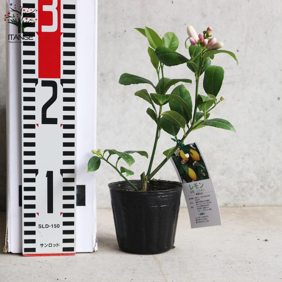 63 Off レモンの苗木 四季成り リスボンレモン 果樹の苗 3号ポット 1個売り 果樹 果物 栽培 趣味 園芸 ガーデニング 送料無料 Aynaelda Com