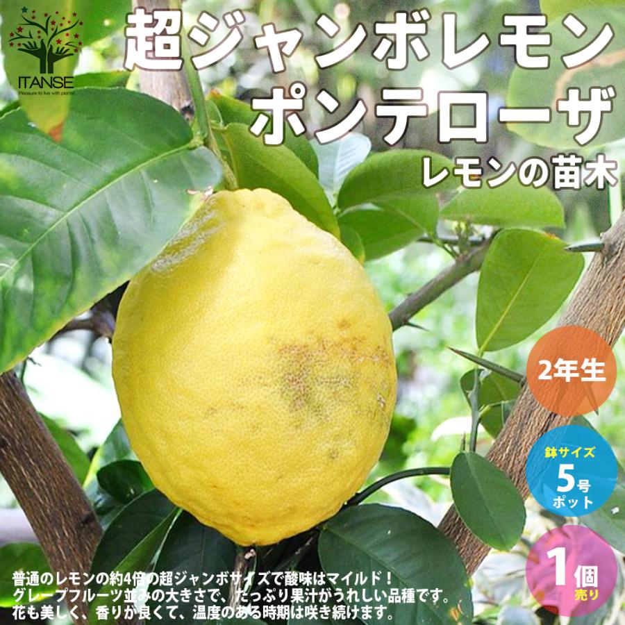 超ジャンボレモン ポンテローザ 果樹の苗木 挿し木苗 5号鉢 1個売り 栽培 趣味 園芸 ガーデニング 送料無料 Nae 野菜苗 植物 青果物販売のitanse 通販 Yahoo ショッピング